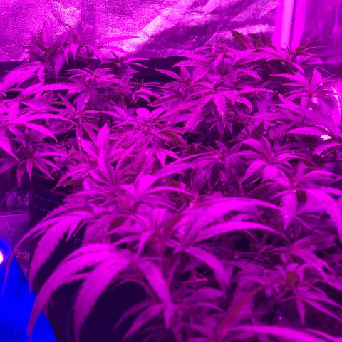 00 cheese growlog timeline photo