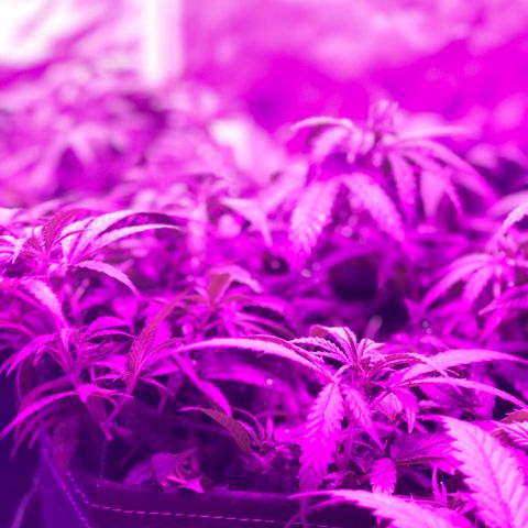 00 cheese growlog timeline photo