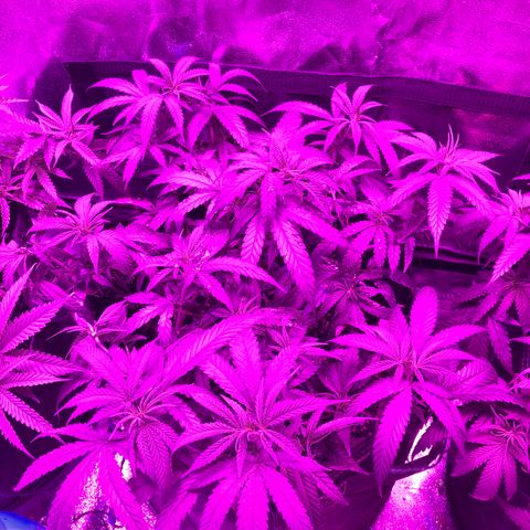 00 cheese growlog timeline photo