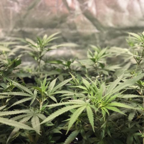 00 cheese growlog timeline photo