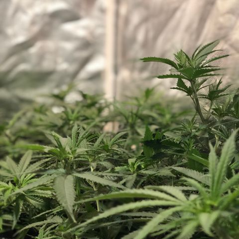 00 cheese growlog timeline photo