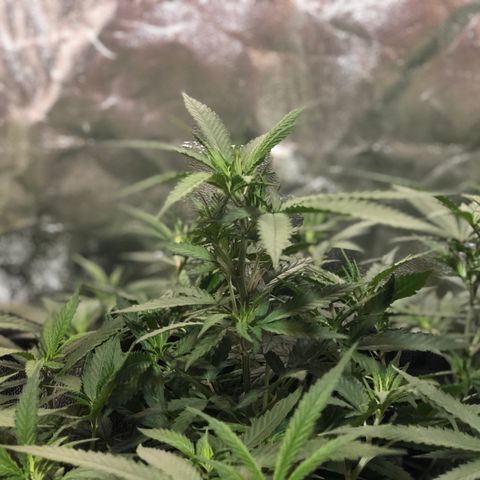 00 cheese growlog timeline photo