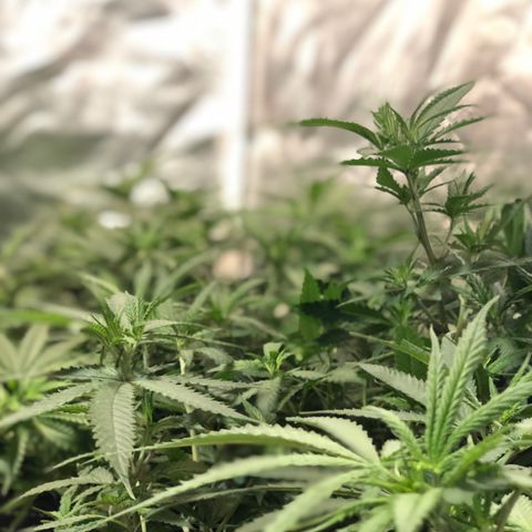 00 cheese growlog timeline photo