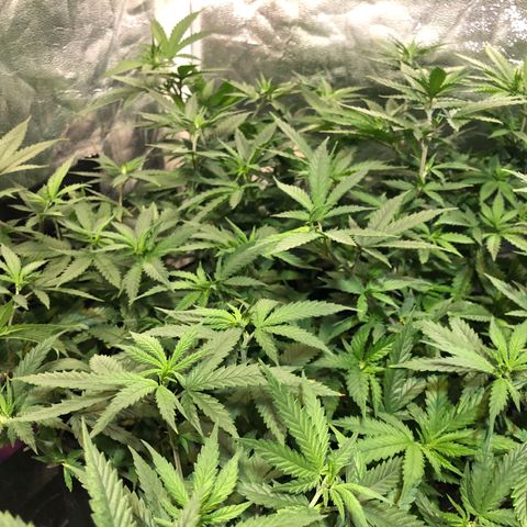 00 cheese growlog timeline photo