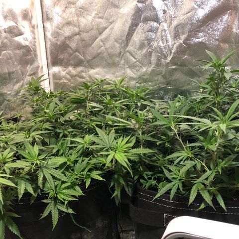 00 cheese growlog timeline photo