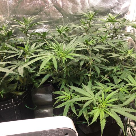 00 cheese growlog timeline photo