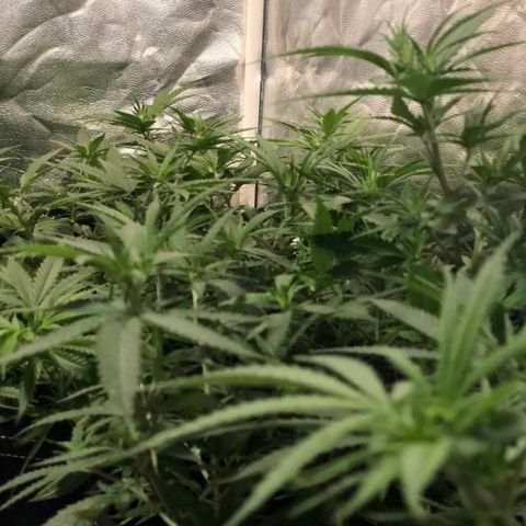 00 cheese growlog timeline photo
