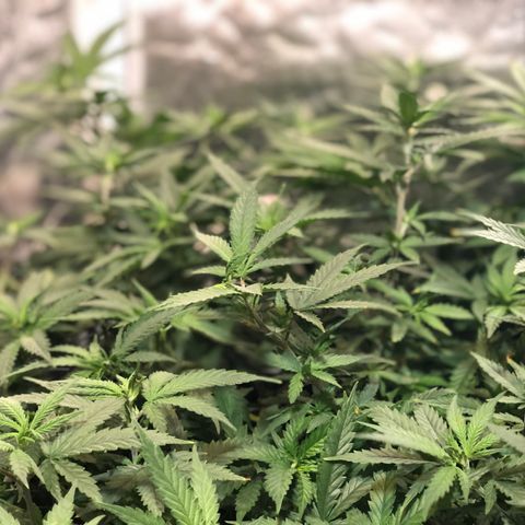 00 cheese growlog timeline photo