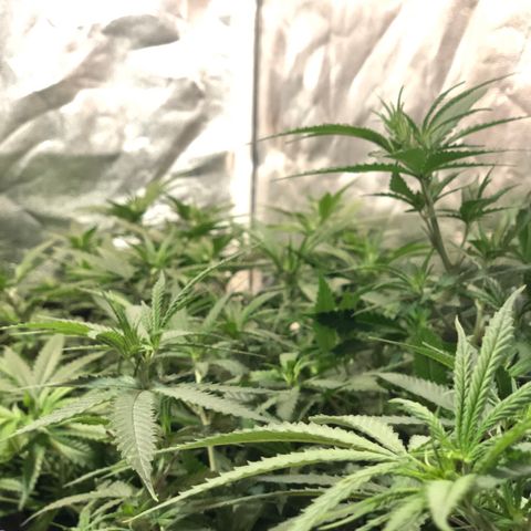 00 cheese growlog timeline photo