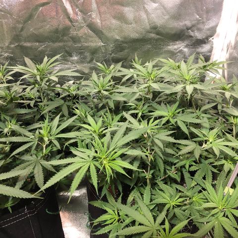 00 cheese growlog timeline photo