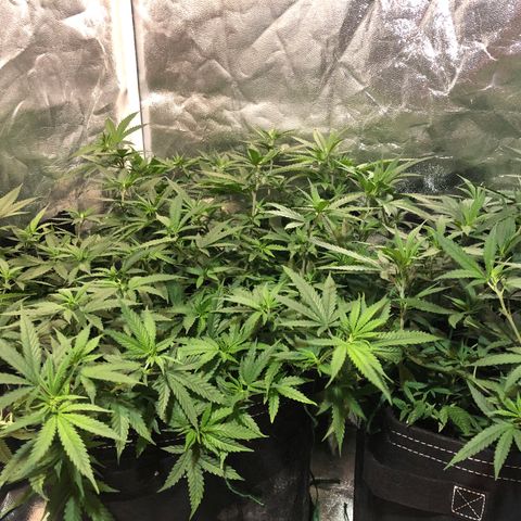 00 cheese growlog timeline photo
