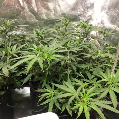 00 cheese growlog timeline photo