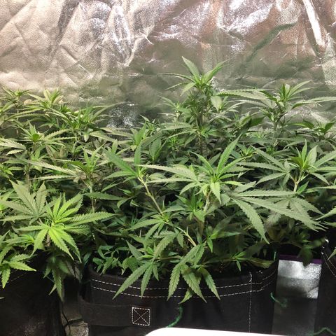 00 cheese growlog timeline photo