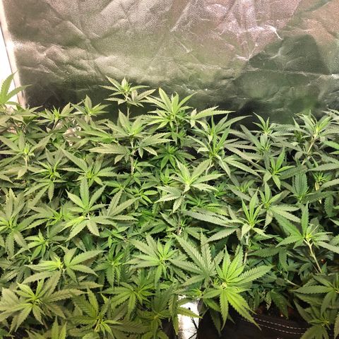 00 cheese growlog timeline photo