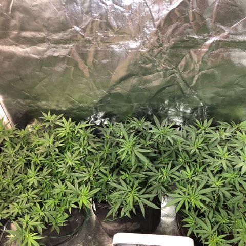00 cheese growlog timeline photo