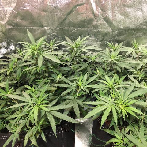 00 cheese growlog timeline photo