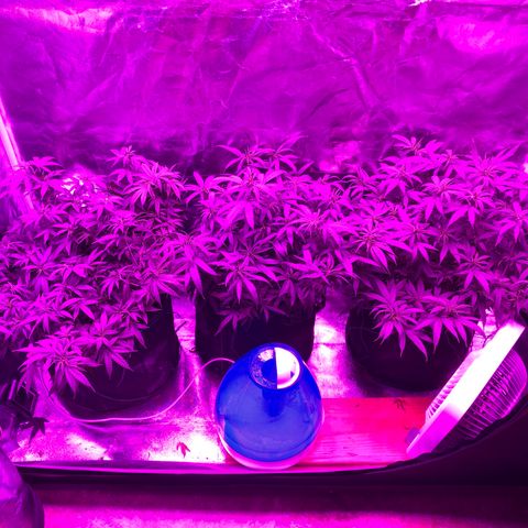 00 cheese growlog timeline photo