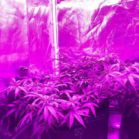 00 cheese growlog timeline photo