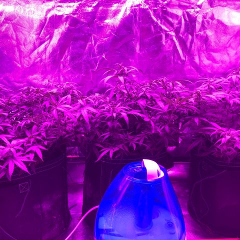 00 cheese growlog timeline photo