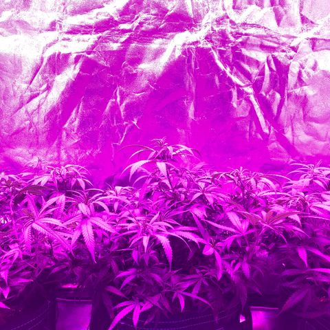 00 cheese growlog timeline photo