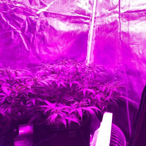 00 cheese growlog timeline photo