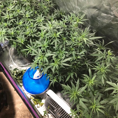 00 cheese growlog timeline photo