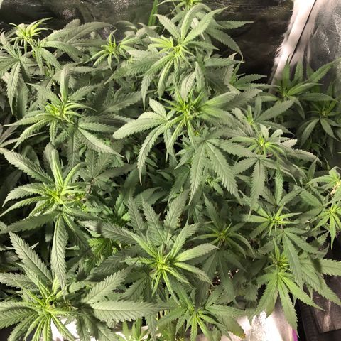 00 cheese growlog timeline photo