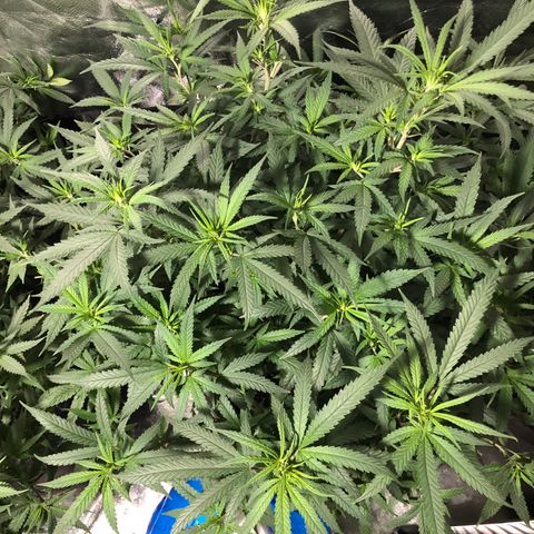 00 cheese growlog timeline photo