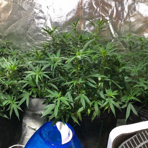 00 cheese growlog timeline photo