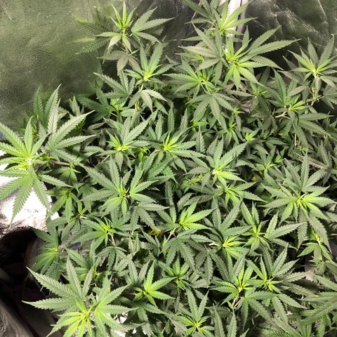 00 cheese growlog timeline photo