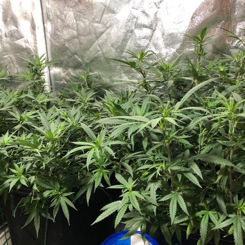 00 cheese growlog timeline photo
