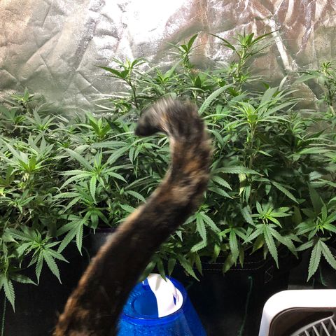 00 cheese growlog timeline photo