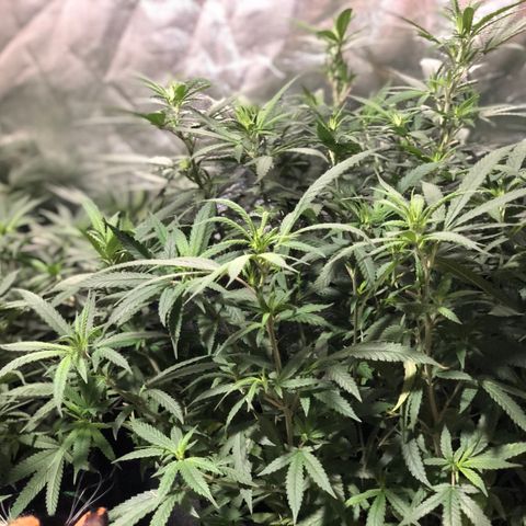 00 cheese growlog timeline photo