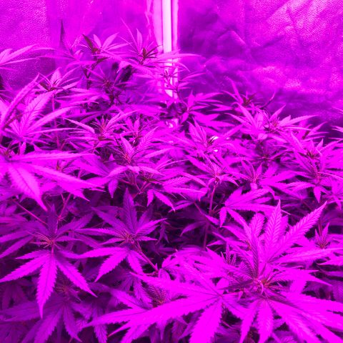 00 cheese growlog timeline photo