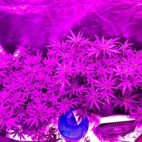 00 cheese growlog timeline photo