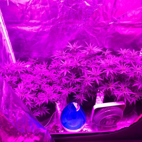 00 cheese growlog timeline photo