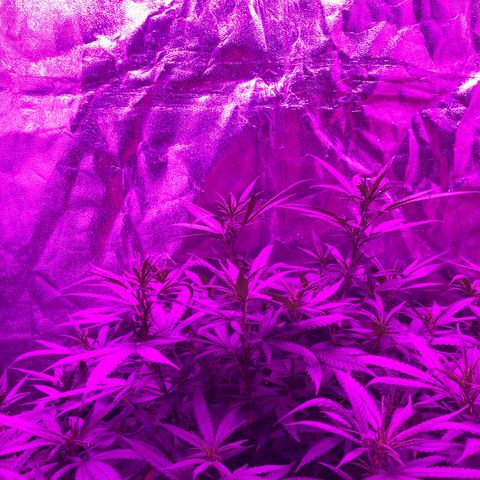 00 cheese growlog timeline photo