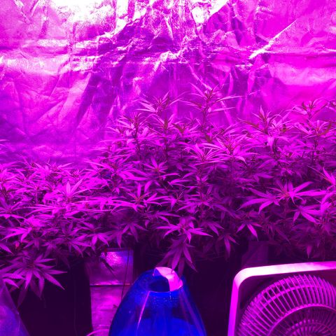 00 cheese growlog timeline photo