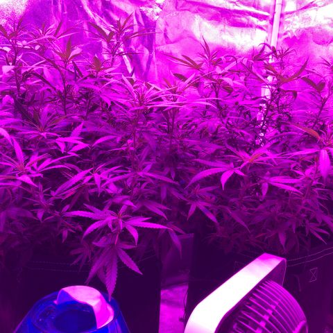 00 cheese growlog timeline photo