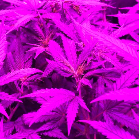 00 cheese growlog timeline photo