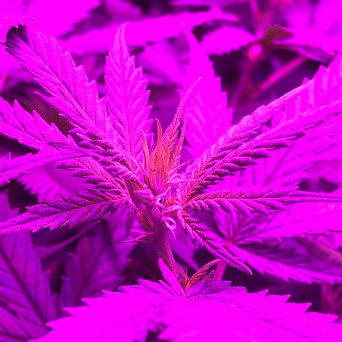 00 cheese growlog timeline photo
