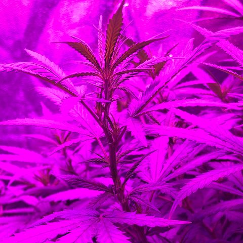 00 cheese growlog timeline photo