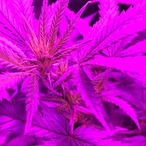 00 cheese growlog timeline photo