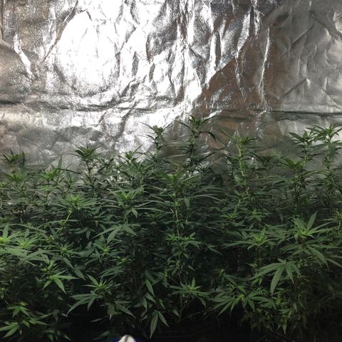 00 cheese growlog timeline photo
