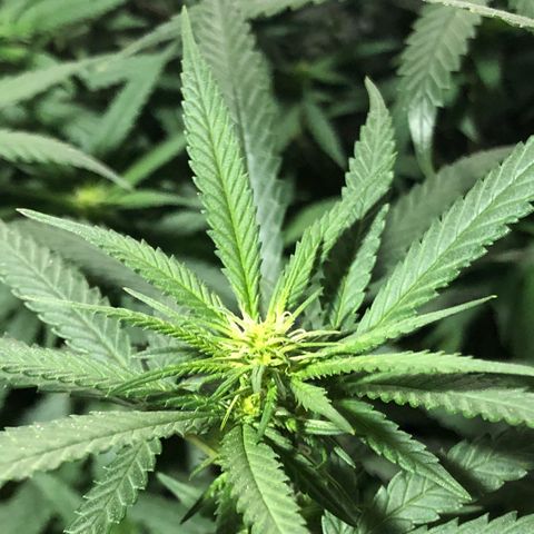 00 cheese growlog timeline photo