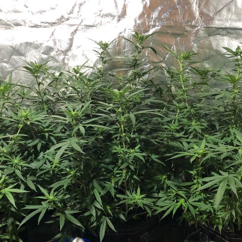 00 cheese growlog timeline photo