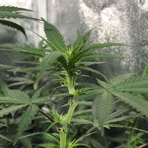 00 cheese growlog timeline photo