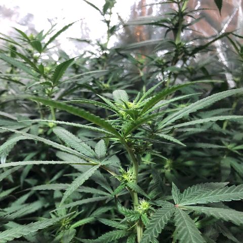 00 cheese growlog timeline photo
