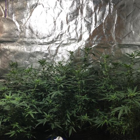 00 cheese growlog timeline photo
