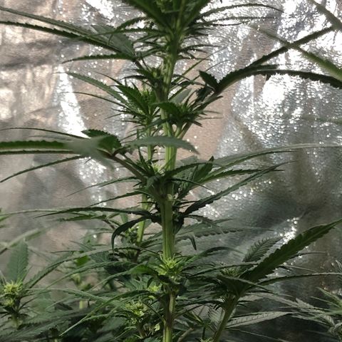 00 cheese growlog timeline photo